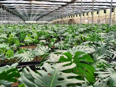 Trồng cây có dáng lá “chẳng giống ai” nhưng lên phố lại “cháy hàng”, giúp nông dân đổi đời vươn lên làm giàu