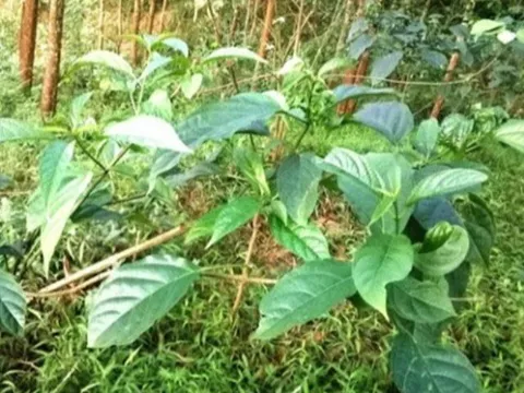 Cây rau dại được ví như "nhân sâm rừng", trồng một lần thu hoạch suốt nhiều năm, thành đặc sản có hương vị lạ