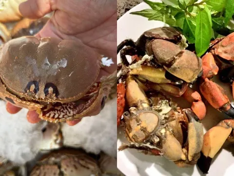 Cúm núm Quảng Ngãi: Đặc sản cua lạ “nhỏ mà ngon”, ai ăn thử cũng nhớ