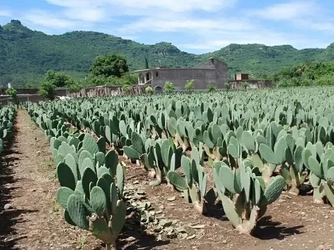 Nghề lạ ở Việt Nam: Đem loại cây xù xì xưa trồng bờ rào về chăm sóc, người dân nhận "tin vui", kiếm chục triệu/tháng