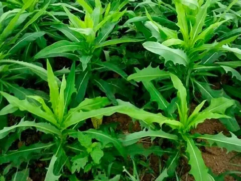 Cây mọc bờ rào được ví như "vua thải độc", trồng một lần hái bán quanh năm, thành đặc sản lạ ở thành phố