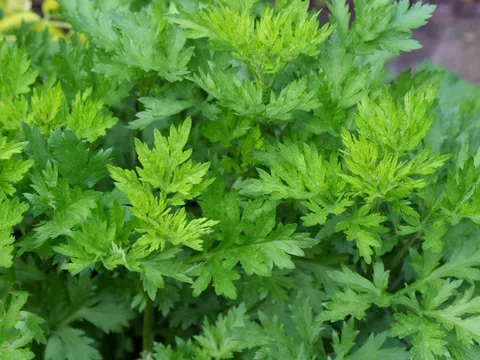 6 cách dùng ngải cứu trị đau đầu