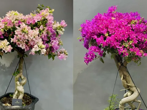 Vì sao không nên trồng hoa giấy trong nhà?