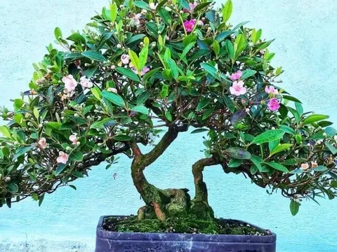 Cây dại mọc bờ bụi ở quê nay "hô biến" thành siêu phẩm bonsai đẹp lạ, mang ý nghĩa phong thuỷ với giá chục triệu đồng
