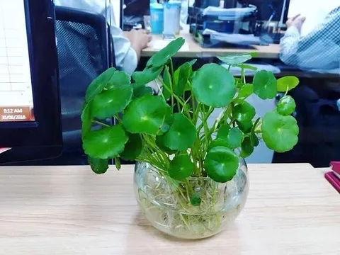 5 loại cây bé tí tí tụ Lộc thần Tài, trồng vào nhà Tiền đến không ngơi