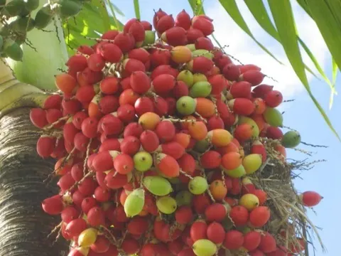 Loại quả xưa rụng đầy không ai ăn, nay làm thành đặc sản có hương vị lạ, chị em đua nhau săn lùng