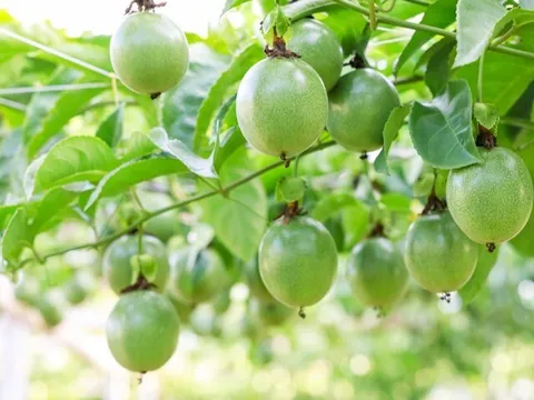 Trồng cây “siêu trái” dinh dưỡng bậc nhất thế giới, cứ 6 tháng cho thu hoạch, nông dân vươn lên làm giàu