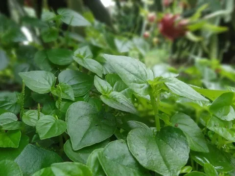 Cây mọc bờ rào được ví như "nhân sâm xanh", trồng một lần hái bán quanh năm, thành đặc sản có hương vị lạ 