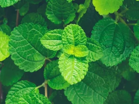 5 cây thuốc hay và dễ trồng tại nhà, nhà ai cũng nên có 1 vài loại