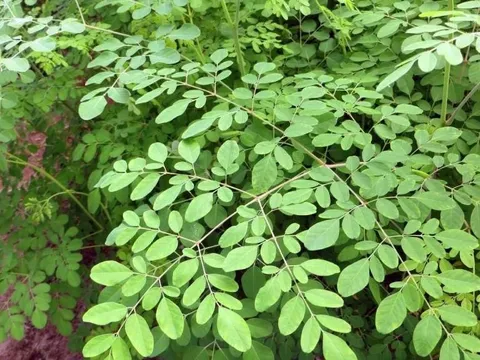 Loại rau bổ ngang tổ yến, canxi gấp 4 lần sữa, mọc đầy hàng rào nhiều người nhổ đi