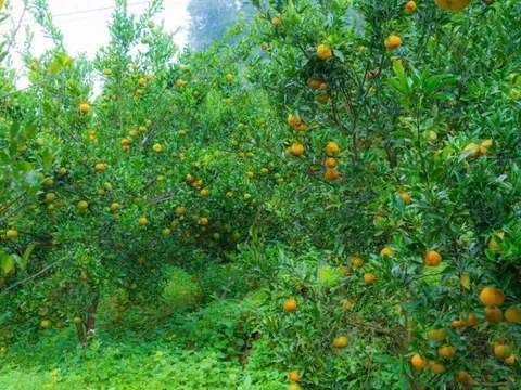 Loại quả "tốt nhất thế giới" chỉ có ở Lào Cai, trồng một lần thu hoạch nhiều năm, thành đặc sản nổi tiếng được ưa chuộng
