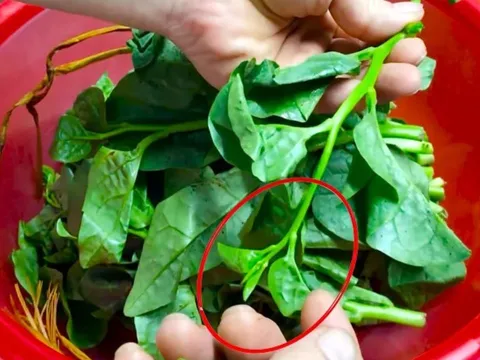 5 người nên ăn rau mùng tơi mỗi ngày