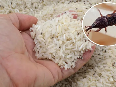 Bỏ thứ này vào thùng gạo, để cả năm không lo mọt