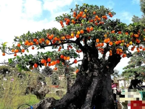 Loài cây ăn quả quen thuộc ‘biến’ thành bonsai tiền tỷ, biểu tượng cho sự bền vững, sung túc và viên mãn