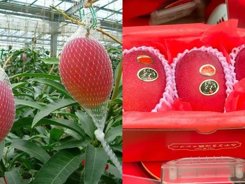 Từ Nhật Bản đến Việt Nam: Hành trình của giống xoài “xa xỉ” gây tò mò