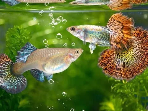 6 loại cá cảnh nhỏ bé giá rẻ thích hợp cho giới văn phòng, mang ý nghĩa phong thủy, hút tài lộc