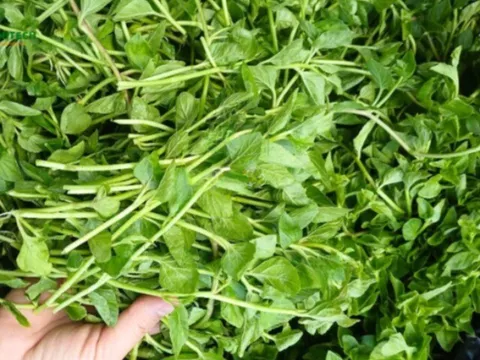Cây dại mọc bờ rào được ví như "nhân sâm rừng", trồng 3 tháng cho thu hoạch, thành đặc sản nổi tiếng được ưa chuộng