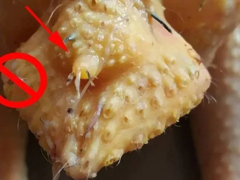 4 bộ phận bẩn nhất của gà, nhiều người "tiếc của" vẫn ăn