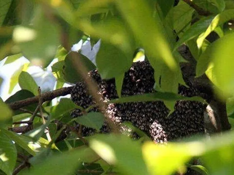 Đặc sản nghe tên "ngượng đỏ mặt", nay được ưa chuộng vì hương vị lạ giá 800.000 đồng/kg, thu hoạch bán quanh năm