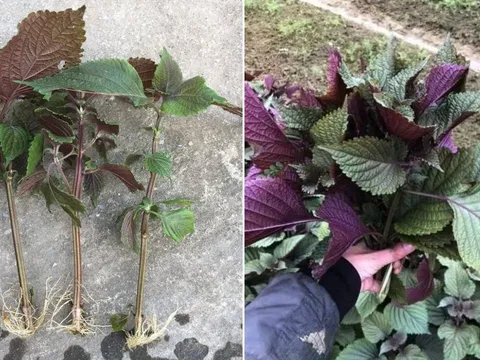 Mẹo trồng tía tô bằng cành, cắm xuống đất là cây lên ầm ầm, ăn quanh năm