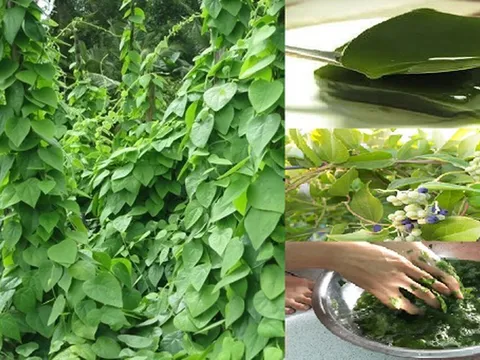 Từ dây leo mọc dại thành đặc sản ‘tiền tỷ’, có nhiều công dụng tốt cho sức khỏe, được nhiều người ưa thích ăn