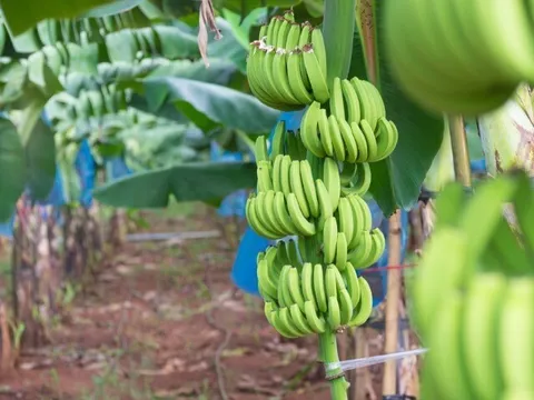 Trồng loại cây “1 vốn 4 lời” lại siêu giàu Kali, nông dân miền Tây nhẹ nhàng bỏ túi trăm triệu đồng mỗi năm