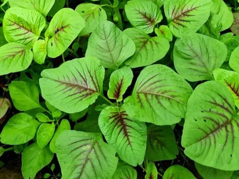 12 loại rau củ ít "ngậm" hoá chất, giàu vitamin, bảo vệ sức khỏe toàn diện, cầm 5.000 đồng có thể mua được