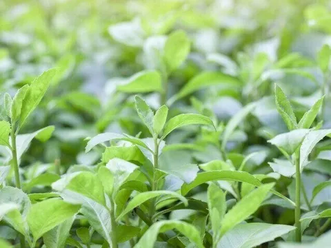 Cây mọc bờ rào có vị đắng nay thành đặc sản hương vị lạ ở thành phố, trồng một lần hái bán quanh năm, 50.000 đồng/kg