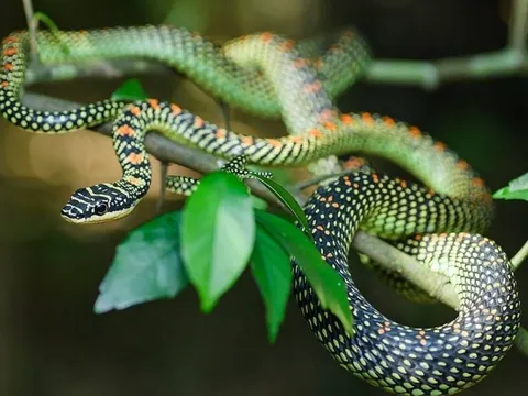 6 loại cây trồng trong nhà giúp đuổi rắn