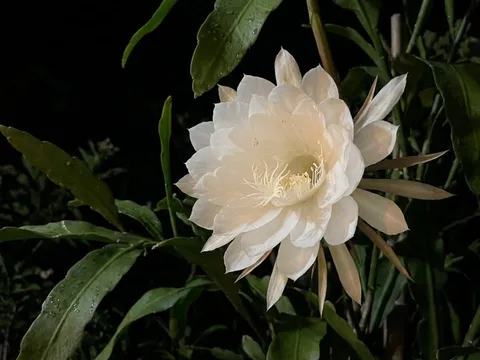 Cách biến khu vườn buổi tối thơm ngát chỉ với 6 loại cây dễ trồng