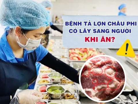 Vụ 300 tấn thịt bệnh tuồn vào trường học: Lợn mắc dịch tả có lây sang người khi ăn, chỉ nguy hiểm khi nào?