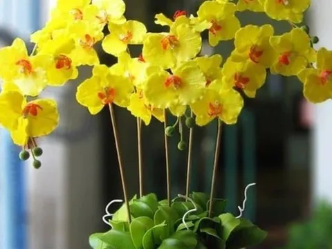 4 loại cây trong nhà không nên tặng kẻo “tán lộc”, nhiều người vẫn vô tình mắc phải