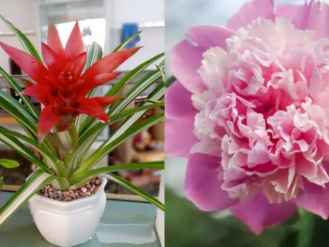 4 loại cây 'vàng' giúp phòng khách hút tài, giữ lộc, đổi vận khí cả gia đình