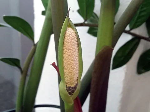 5 loại cây cảnh nở hoa là gia chủ có lộc, tiền tài rơi vào nhà