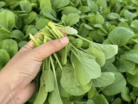 5 loại rau bổ hơn thịt - rẻ hơn thuốc, quý như nhân sâm, chợ bán 10 nghìn/bó