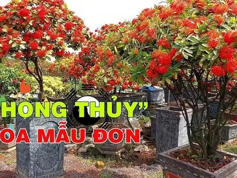 5 loại Hoa nở Tiền về, cây cao lớn lộc tích 3 đời