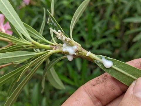 Loại cây cảnh đẹp nhưng cực độc: Nhiều nhà trồng mà không biết rủi ro tiềm ẩn