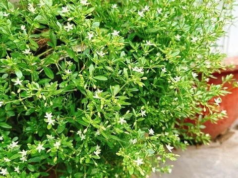 Cây mọc dại ở quê có vị đắng nay thành đặc sản người thành phố ưa chuộng, trồng một lần hái bán quanh năm, 60.000 đồng/kg