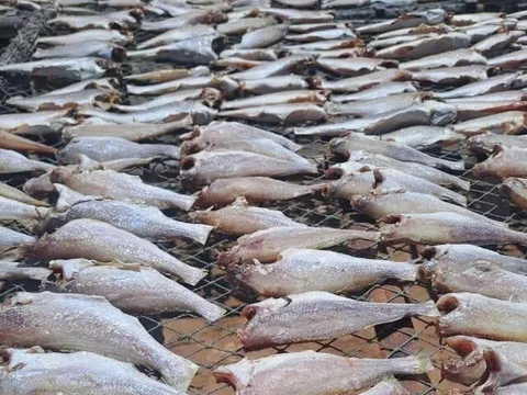 Loài cá "nhà nghèo" nghe tên chậm chạp, xưa ai cũng chê nay thành đặc sản giá đắt đỏ, còn xuất khẩu ra nước ngoài