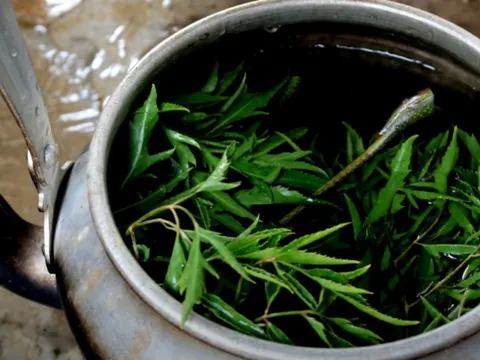 5 người nên thường xuyên uống nước lá đinh lăng