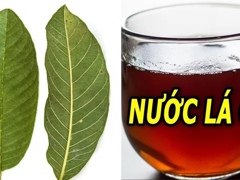 5 người nên thường xuyên uống nước lá ổi