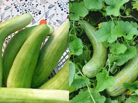 Ít ai ngờ loại quả quê này lại “gây sốt” mỗi mùa hè