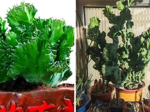 Người xưa truyền lại: Trong nhà nuôi "Thần thú" điềm lành xuất hiện chiêu tài, giữ lộc