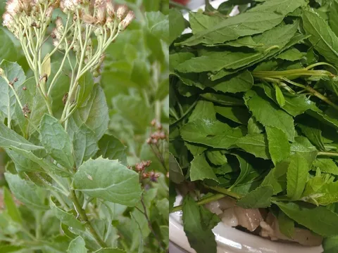 Từ hàng rào quê đến mâm cơm phố: Loại rau vị đắng lạ đang khiến nhiều người “nghiện”