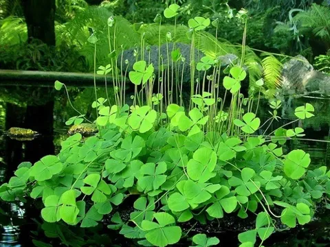 Cây dại mọc bờ mương có tên rất lạ, nay thành món ăn đặc sản có hương vị đặc biệt, dân thành phố thích mê