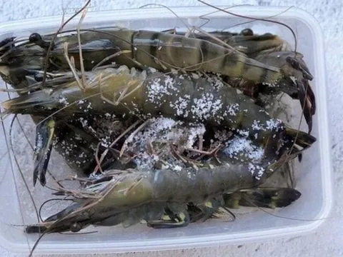 Tôm mua về đừng cho ngay vào tủ lạnh là dại, trộn thêm 1 nguyên liệu tôm để lâu vẫn ngon ngọt, chắc thịt