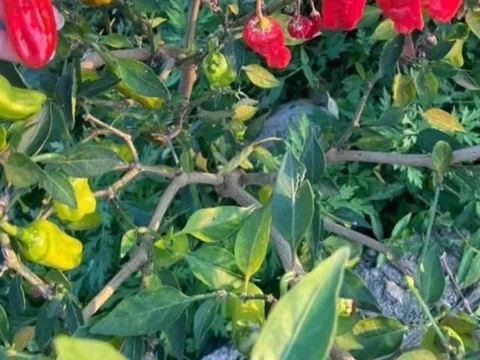 Loại quả "tốt nhất thế giới" chỉ có ở Lai Châu, thành đặc sản nổi tiếng được ưa chuộng, trồng 3 tháng cho thu hoạch