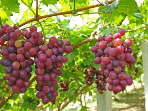 5 loại quả càng ăn càng tích mỡ bụng