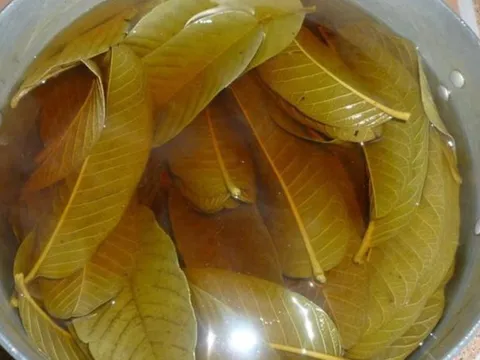 5 người tuyệt đối không nên uống nước lá ổi: Càng uống càng sinh bệnh