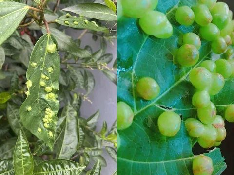 Lá sung có nốt sần có ăn được không?